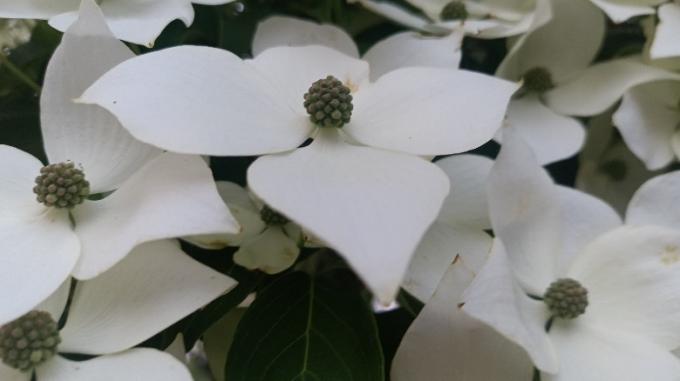 Крупный план белых цветов